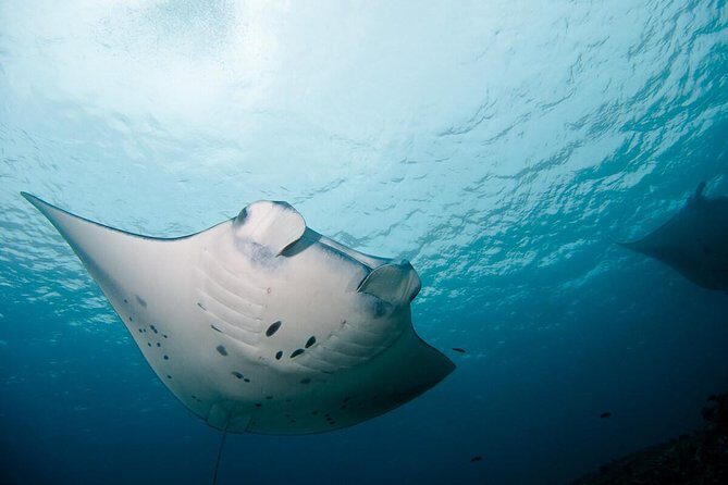 Nusa Penida Two Dives Trip for Certified Divers - Two scuba sessions in Nusa Penida: mantas and reef life in one morning