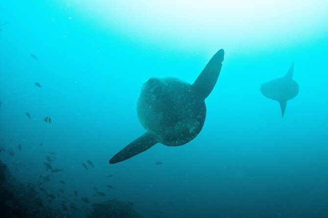 Nusa Penida Two Dives Trip for Certified Divers - Fast boat from Ped: minimizing time in transit