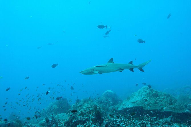 Nusa Penida Two Dives Trip for Certified Divers - Manta Point session with level-matched guidance