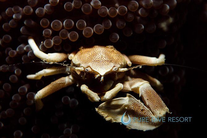 Nusa Penida Two Dives Trip for Certified Divers - Gear, lunch, and the $132 value check