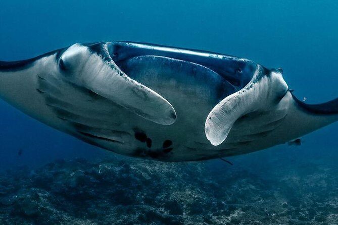 Open Water Course in Nusa Lembongan - Get Certified on remote island (next Bali) - The manta-ray promise: what to expect and how to think about it