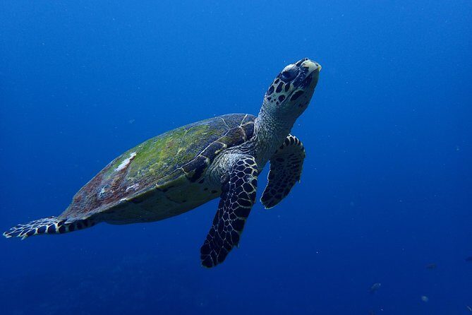 Open Water Course in Nusa Lembongan - Get Certified on remote island (next Bali) - Equipment included, and what that saves you