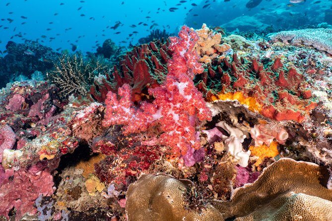 Open Water Course in Pemuteran - Get Certified in Bali - What’s included (and what is not): budgeting for the real total