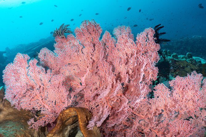 Open Water Course in Pemuteran - Get Certified in Bali - Where you’ll start and where you’ll end: easy logistics in Pemuteran