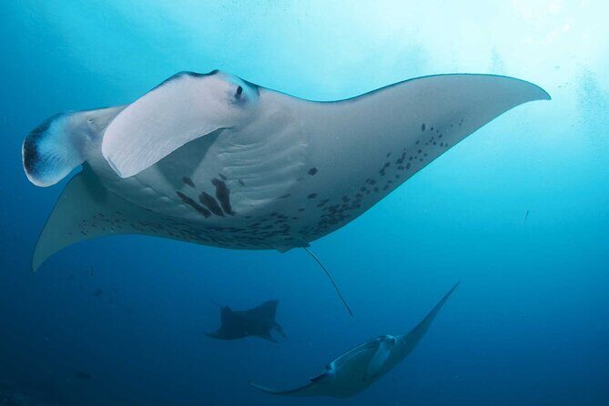PADI Open water Course in Lembongan - Get certified & dive anywhere in the world - Days 2–3: open-water training around Nusa Penida (sessions 1–4)
