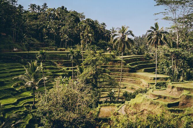 Private Bali Custom Tour – Full Day with English-Speaking Driver - Why a private Ubud day beats a rigid Bali schedule