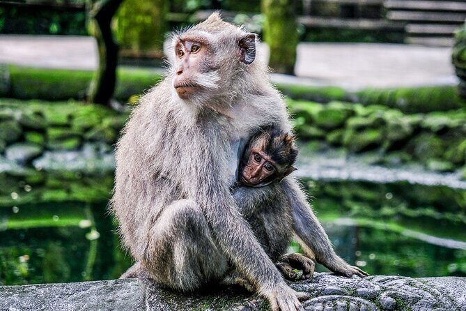 Private Bali Tour - All Inclusive - Price and Value: What $29 Gets You (and What It Doesn’t)