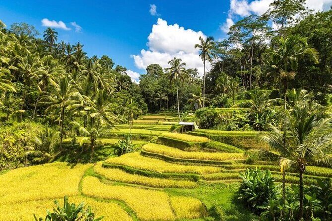 Private Bali Tour - All Inclusive - Timing, Heat, and Fitness: Make the Day Easier on Yourself