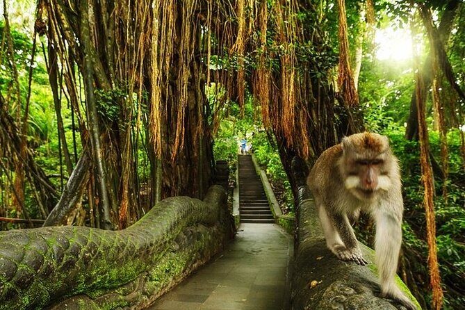 Private Day Tour In Ubud With Jungle Swing All Inclusive - Sacred Monkey Forest Sanctuary: temple grounds with 1,260+ macaques