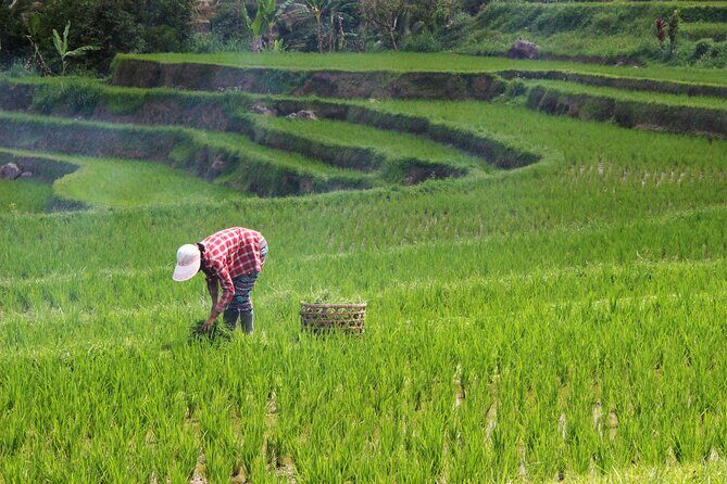 Private Full-Day Handara, Ulun Danu, Jatiluwih and Tanah Lot Tour - Driver quality and English: when it matters most