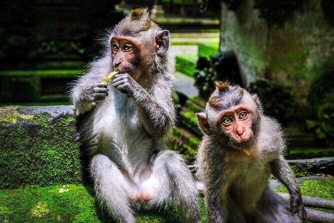 Private Full Day Tour In Ubud Bali - Tirta Empul Temple: watching a live ritual at an active site