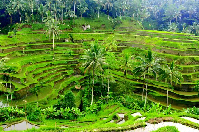Private Half Day-Tour: Ubud Art Village Trip - Tegalalang Rice Terrace: Iconic Views With Ticket Check