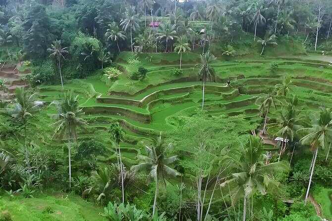 Private Half-Day Tour: Ubud Tour Packages - Why this Ubud half-day works so well