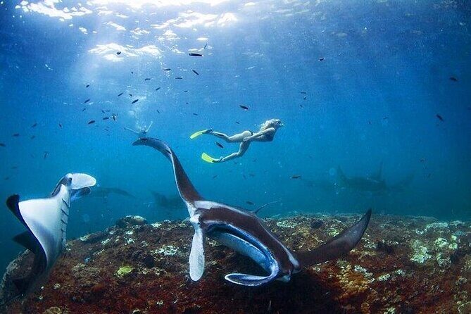 PRIVATE Nusa Penida on Boat Snorkeling & Island Tour (INCLUSIVE) - Price and Value Check for Private Snorkeling + Island Stops