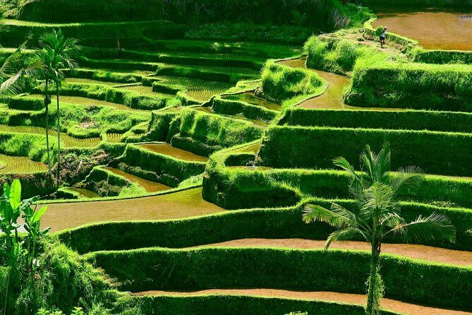 Private Shore Excursion: Customized Best of Bali Tour - Puseh Batuan Temple for the locals’ side of Bali