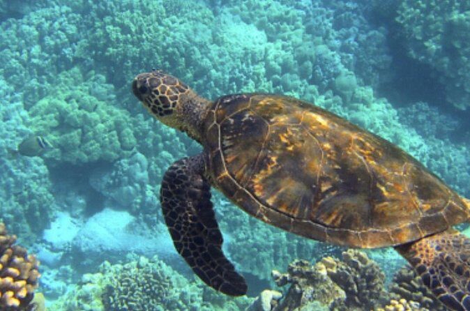Private Snorkeling from Nusa Penida - Gamat Bay: reef snorkeling that keeps you busy