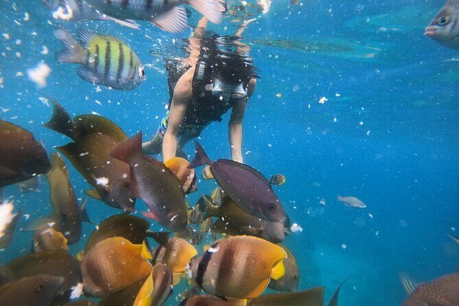 Private Snorkeling in Manta Bay, Gamat Bay & Wall at Nusa Penida - Manta Bay: the stop everyone wants, but nature runs the schedule