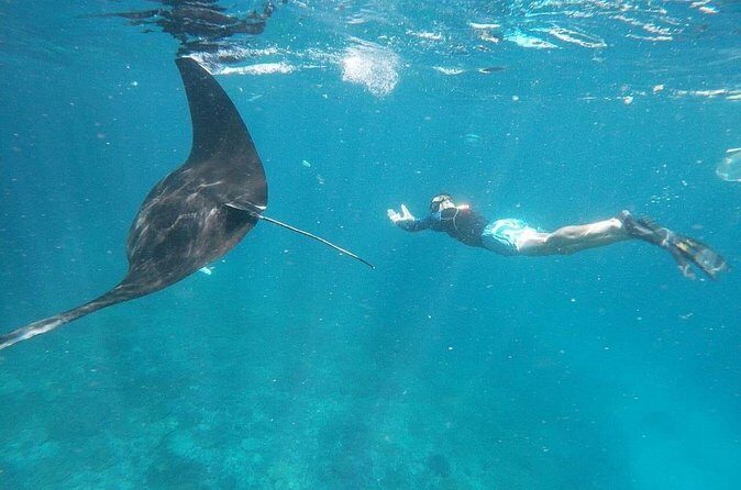 Private Snorkeling in Manta Bay, Gamat Bay & Wall at Nusa Penida - Price and value from Kuta: what $115 covers