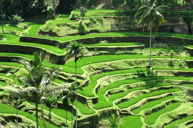 Private Tour: Bali in a Day - Pickup and private transport: why it changes the vibe