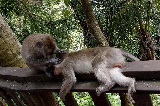 Private Tour to Sumampan Waterfall, Monkey forest, Rice terraces and Swing - Value and Price: What $57 Buys You in Real Life
