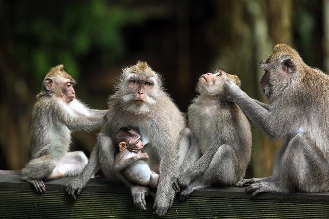 Private Tour: Ubud and Tanah Lot Day Tour - Sacred Monkey Forest Sanctuary: go in ready for real wildlife