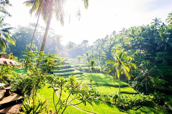 Private Ubud Day Tour Waterfalls Sacred Monkeys and Rice Fields - Who this tour suits best (and who should choose something else)