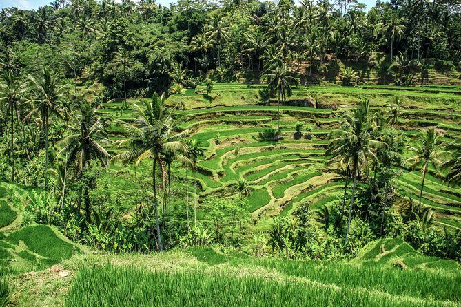 Private Ubud Tour: Monkey Forest, Waterfall & Rice Terrace - Monkey Forest: Macaques, Temples, and Photo-Friendly Time