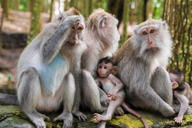 Private Ubud Tour: Monkey Forest, Waterfall & Rice Terrace - What to Pack for Monkey Forest and Tegenungan Waterfall