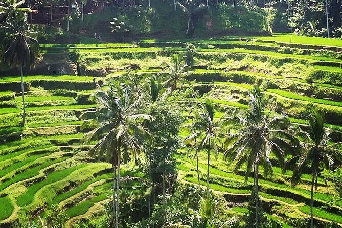 Private ubud tour : Temple Bathing + Mount Batur + Rice Terrace. - Pickup, timing, and how to plan your day smoothly