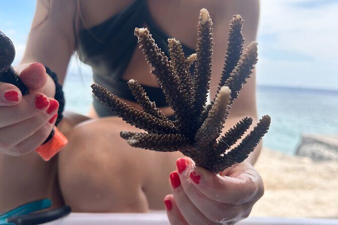Reef Rehabilitation Course and Snorkeling - Key highlights worth noting