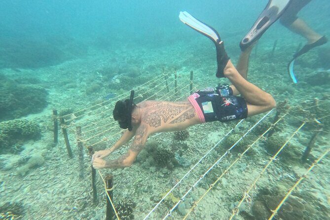 Reef Rehabilitation Course and Snorkeling - Reef Rehabilitation in Nusa Penida: what you’re really signing up for