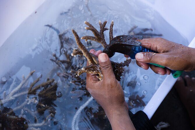 Reef Rehabilitation Course and Snorkeling - Snorkeling with purpose: equipment, knot-tying, and placement work
