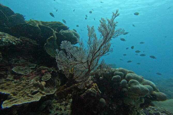 Reef Rehabilitation Course and Snorkeling - The Saturday bonus: school visits, English teaching, and beach cleanups