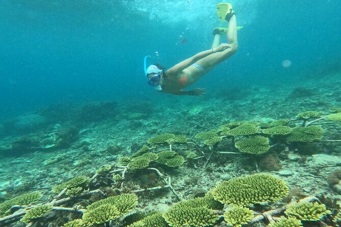 Reef Rehabilitation Course and Snorkeling - Price and value: why $62.61 can feel like a lot less than you expect