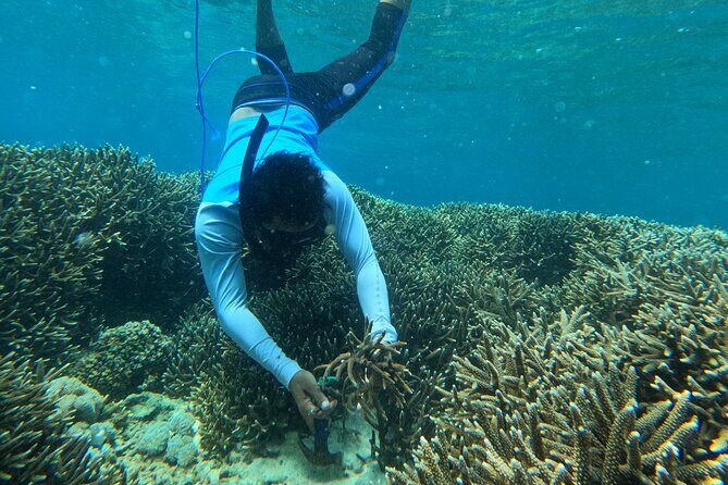 Reef Rehabilitation Course and Snorkeling - Logistics that actually matter: timing, group size, and where it starts