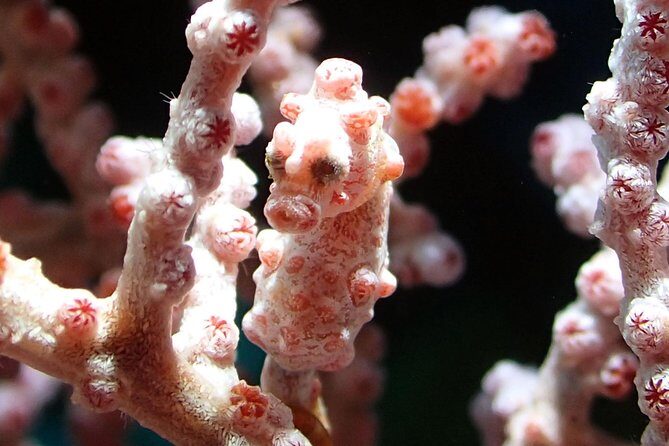 Scuba Diving Gili Tepekong & Mimpang 2 dives for certified divers - What wildlife and reef moments you can plan for