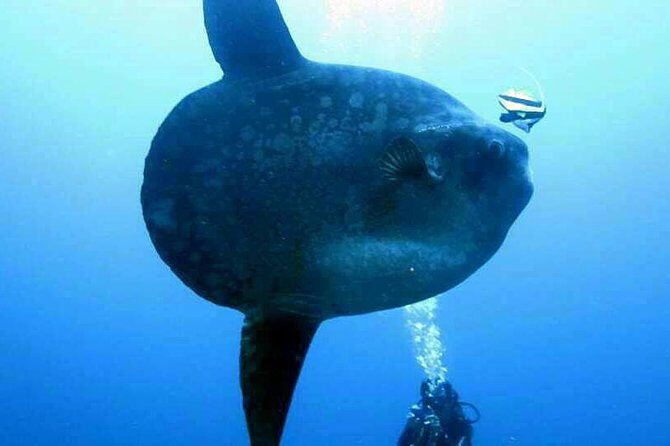 Scuba Diving in Nusa Penida - Manta Point - Timing details that affect comfort: return time, intervals, and bottom time