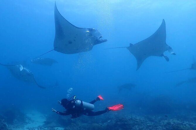 Scuba Diving In Nusa Penida - Key highlights you’ll care about
