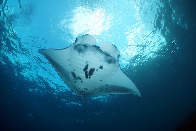 Scuba Diving Nusa Penida Manta Point 3 dives for certified divers - Crystal Bay or Nusa Lembongan: mola-mola odds and drift style