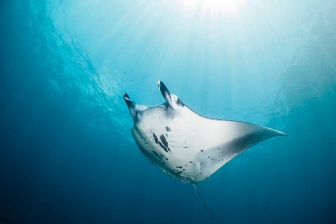 Scuba Diving Nusa Penida Manta Point 3 dives for certified divers - The boat and the in-between time: comfort wins you’ll feel later