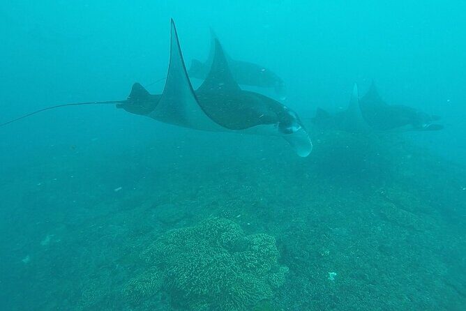 Scuba Diving Nusa Penida Manta Point 3 dives for certified divers - Food and small touches: why lunch matters in the Nusa heat