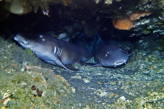 Scuba Diving Nusa Penida Manta Point 3 dives for certified divers - Price and value: is $233 fair for a manta-focused day?