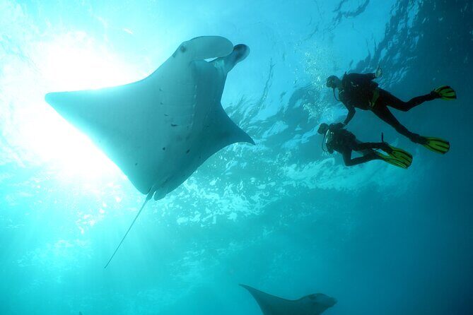 Scuba Diving Nusa Penida Manta Point 3 dives for certified divers - Manta Point: the morning session built for manta chances