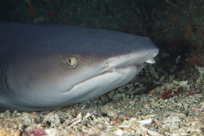 Scuba Diving Padangbai Shark Point 2 dives for certified divers - What I’d highlight if you’re deciding