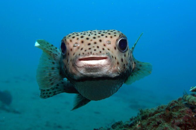 Scuba Diving Padangbai Shark Point 2 dives for certified divers - Quick key points before you book