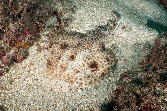 Scuba Diving Padangbai Shark Point 2 dives for certified divers - Shark Point: when reef sharks and turtles are the main storyline