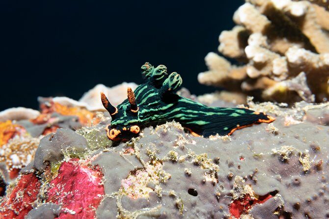 Scuba Diving Padangbai Shark Point 2 dives for certified divers - What’s included (and what you should double-check for costs)