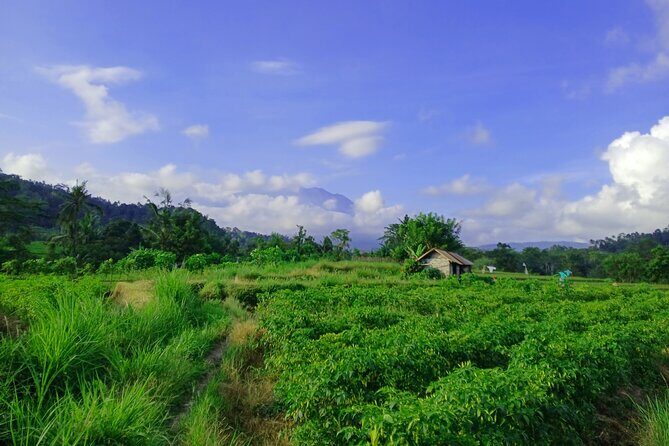 Sidemen Trekking with Cultural Encounters and Nature Views - Selisian Views: Mt. Agung in the Background and Farmers in the Foreground