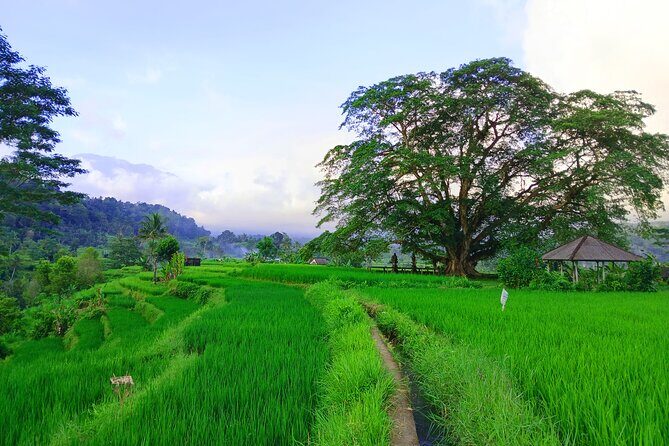 Sidemen Trekking with Cultural Encounters and Nature Views - Cepug Rice View: A Short, Sweet Stretch for Fresh Air and Green Tones