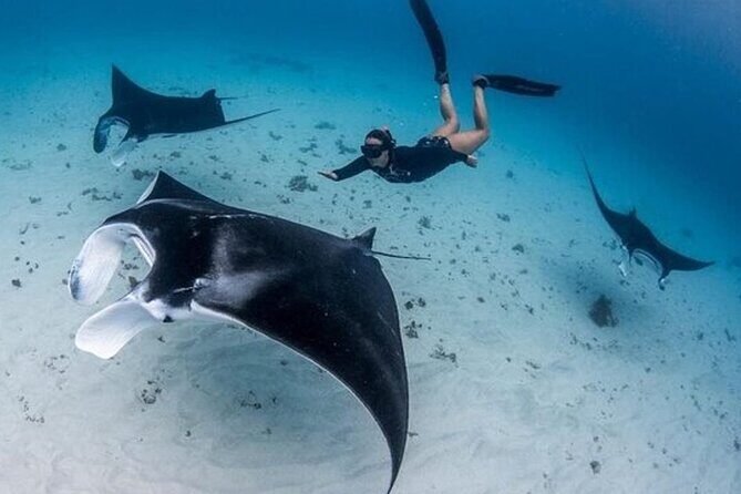 Snorkeling 4 Spot With Manta Bay Or Optional Land Trip - Key Things to Know Before You Go